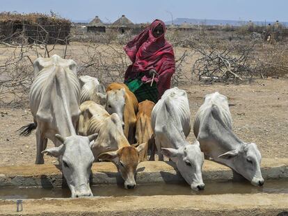 Una mujer observa cómo varios animales abrevan en la región de Somali, en Etiopía.