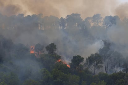 The flames devour the forest mass in Xerta (Tarragona), this Tuesday.