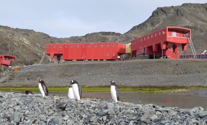 Base Juan Carlos I y los pingüinos papúa que 'patrullan' la costa.