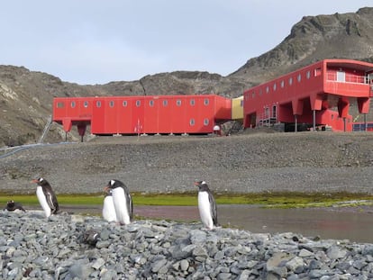 Base Juan Carlos I y los pingüinos papúa que 'patrullan' la costa.
