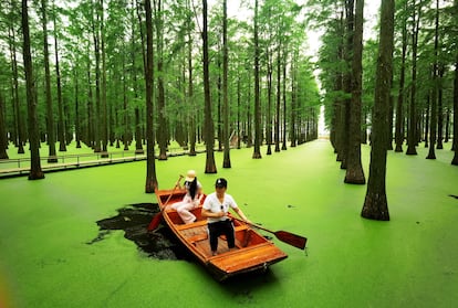 En la ciudad de Yangzhou, al norte de Shanghái, se esconde un parque natural formado por un inmenso humedal.