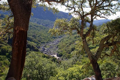 El parque natural de los Alcornocales alberga la mayor masa de alcornoque de la península Ibérica.