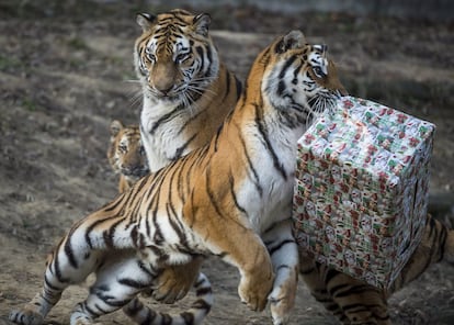 Un tigre trata de abrir una de las cajas repletas de pollo que han recibido por Navidad en el zoo de Veszprem (Hungría).