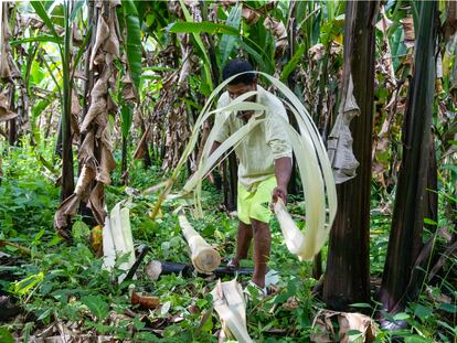 Un hombre cosecha abacá en Santo Domingo de los Tsachilas (Ecuador), el 16 de febrero de 2023.
