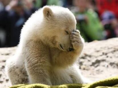 Knut, el oso del zoo de Berlín, de cachorro.