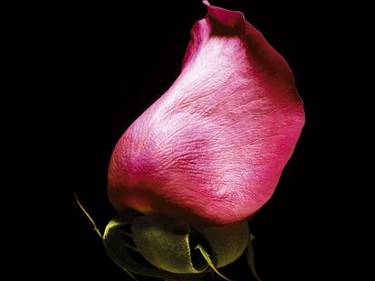 Claves para conseguir una piel tersa como una rosa