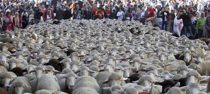 Las ovejas y los pastores no han estado solos en este día de paseo por la ciudad. Les han acompañado vacas con sus cencerros al cuello, caballos y bueyes que han avanzado ordenados por el asfalto.