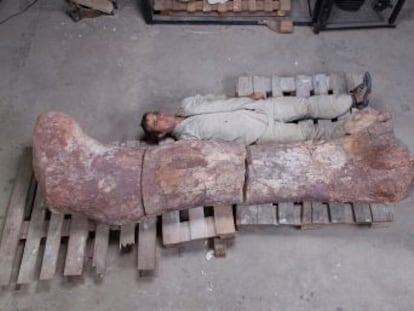 Herbívoro, de unos 40 metros de longitud y 80 toneladas de peso, este dinosaurio vivió hace 100 millones de años en la Patagonia argentina