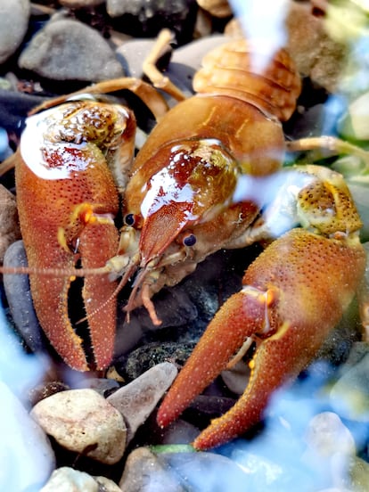 Cangrejo de río italiano ('Austropotamobius fulcisianus') fotografiado en su área nativa, el norte de los Apeninos.