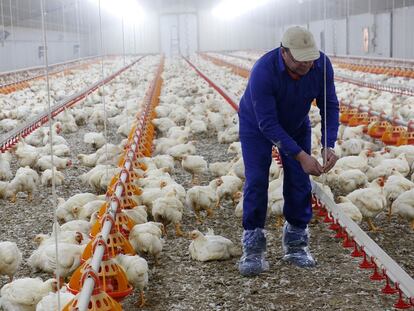 Un avicultor en su granja de pollos.