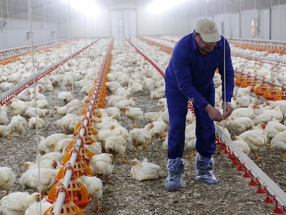 Un avicultor en su granja de pollos.