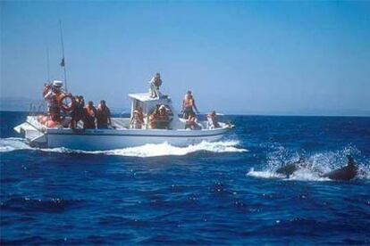 Excursión de avistamiento de ballenas en las aguas del estrecho de Gibraltar.