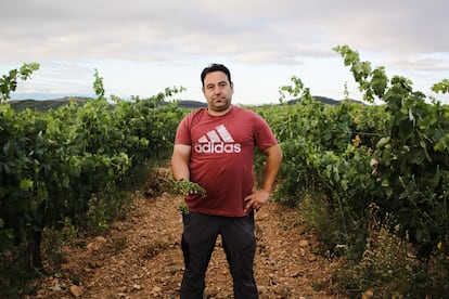 David Escudero sostiene un racimo de uva seco, cortado unos días antes en la cosecha en verde, en su viñedo en Grávalos (La Rioja), a principios de julio.