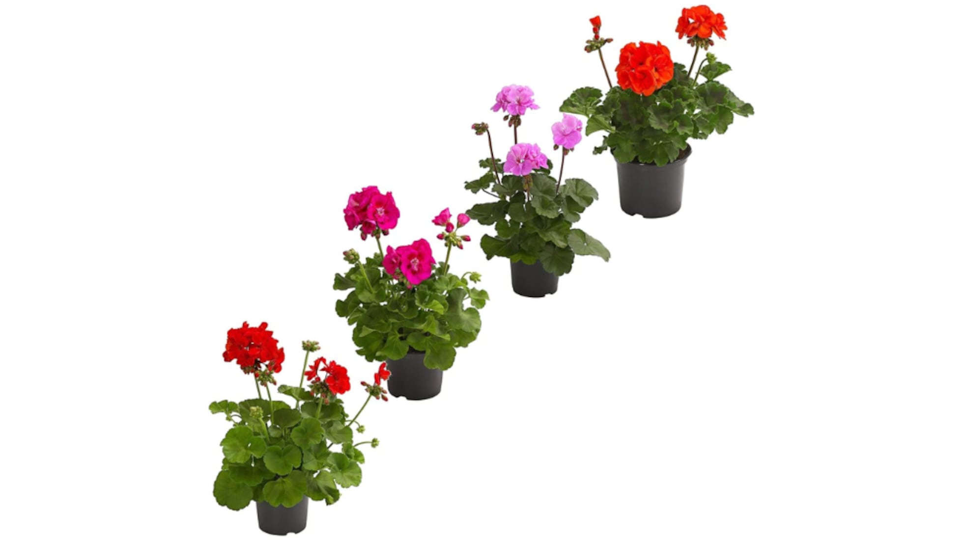 10 plantas resistentes al sol y al calor para decorar tu terraza o balcón  este verano | Escaparate: compras y ofertas | EL PAÍS, image size:1960x1100