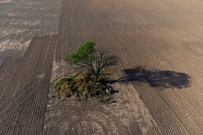 Zona deforestada en Juan Jose Castelli Argentina