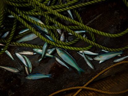 Un día de pesca en el lago Kivu