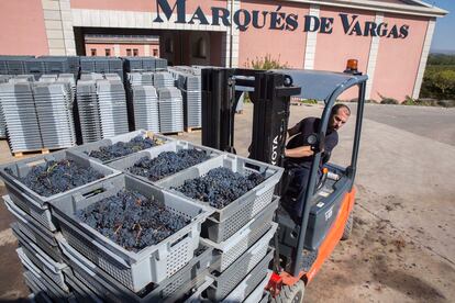 Un empleado de la bodega Marqués de Vargas descarga uva tinta el pasado 11 de octubre en Logroño.
