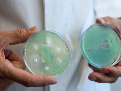 Una imagen de placas de prueba de antibióticos con 'Pseudomonas aeruginosa'.