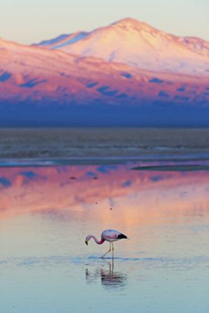 Un flamenco rosa en el salar de Atacama (Chile). Al fondo, el volcán Licancabur (5.920 metros).