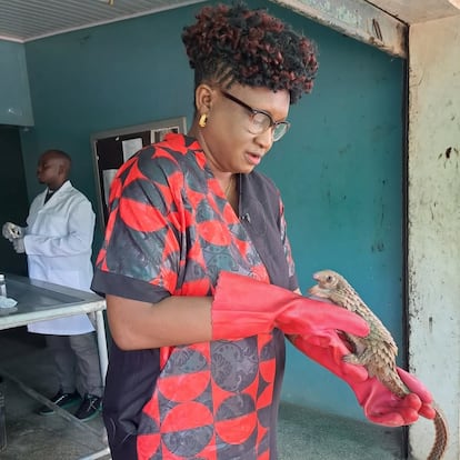 La profesora y presidenta del Grupo de Trabajo para la Conservación del Pangolín de Nigeria, Olajumoke Morenikeji, sostiene un pangolín, en una fotografía tomada en junio de 2024, en Ibadán, Nigeria. Imagen cedida por la organización.