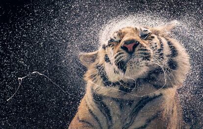 Tigre de Bengala. (Panthera tigris tigris)