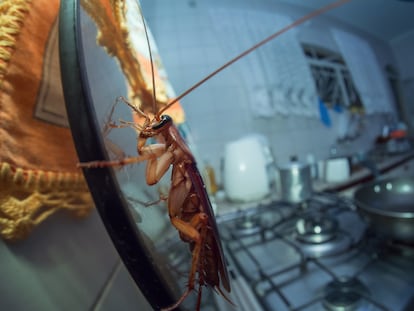 Amplio ángulo de una cucaracha caminando sobre un horno.