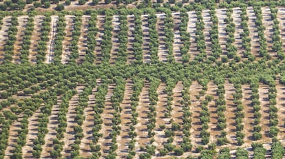 Un camp d'oliveres.