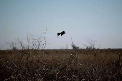 Un cuervo común vuela sobre el estero del delta del río Colorado, al sur de Mexicali (México).