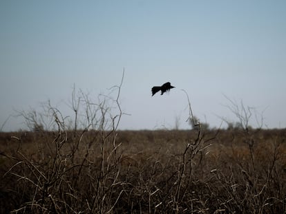Un cuervo común vuela sobre el estero del delta del río Colorado, al sur de Mexicali (México).