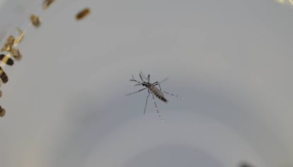 Mosquito Aedes albopictus, conocido como mosquito tigre