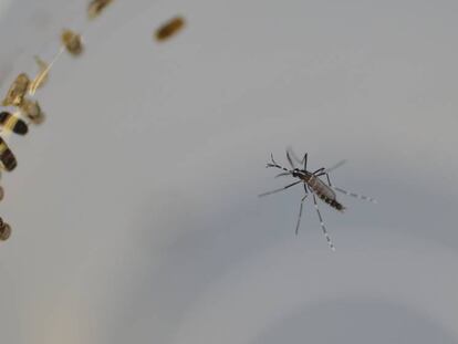 Mosquito Aedes albopictus, conocido como mosquito tigre