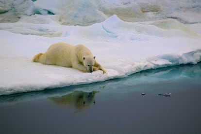 Antonia Doncila tom esta foto mientras cruzaba el estrecho de Fram, que comunica el ocano ?rtico y el mar de Groenlandia. En el viaje vimos osos polares nadando en un ocano sin hielo en el que descansar sus pesados cuerpos, explica. En esta fotografa, ganadora en la categora Comportamiento, un ejemplar encuentra una porcin de hielo y la convierte en su hogar.