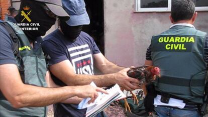 Agentes de la Guardia Civil, con uno de los gallos de pelea intervenidos. 