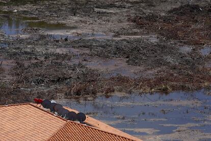 A house next to a mangrove swamp affected by a local construction in Cancun, August 12, 2015. The loss of mangrove swamps, which form a natural barrier against hurricanes, to make way for hotels and other buildings has increased the risk when natural disasters strike, according to environmentalists.  REUTERS/Edgard Garrido PICTURE 14 OF 34 FOR WIDER IMAGE STORY 'EARTHPRINTS: CANCUN'SEARCH 'EARTHPRINTS CANCUN' FOR ALL IMAGES