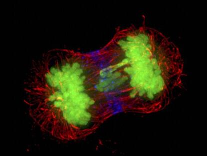 Dos células de cáncer dividiéndose.