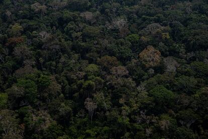 Área preservada da Amazônia, no Acre.