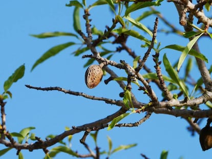 Un exemplar d'ametlla mallorquina.