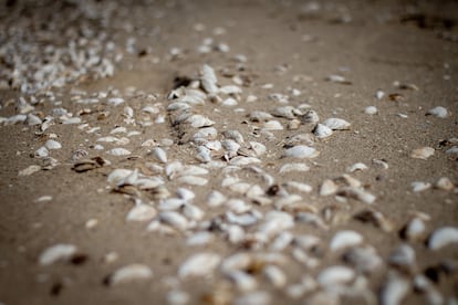 El suelo del embalse de Kajovka ahora ha quedado al descubierto y está repleto de conchas y caracolas.
