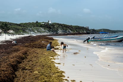 sargazo en Tulum