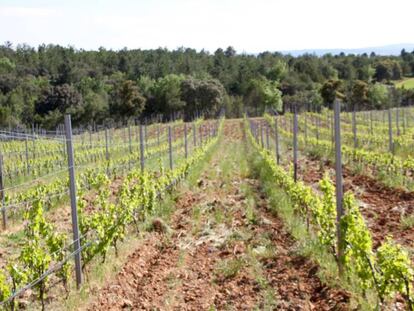 Matasnos, un vino de bosque
en altura