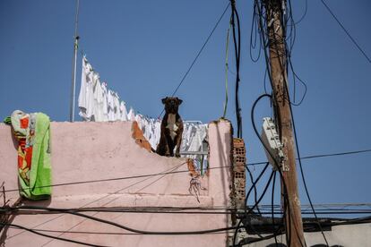 Un perro parece observar el paso de la procesión desde la terraza de una casa.