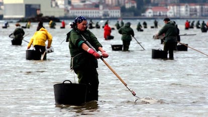 Mariscadoras en Pontevedra.