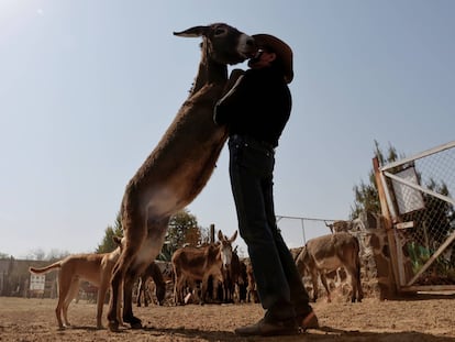 German Flores, fundador de Burrolandia abraça a um burro no santuário dedicado à proteção dos burros depois de que foram salvos do maltrato e abandono em Otumba, Estado de México, México 20 de março de 2021.