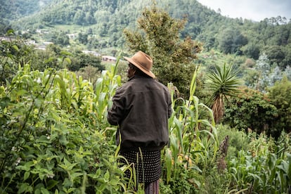 Tat Tomás Cosijuà Tuiz en su milpa, en el Sector Los Cosiguá, aldea Chaquijyá, Guatemala el 30 de agosto de 2024.