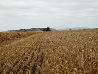 Una máquina cosecha en un campo de cereal en La Rioja.