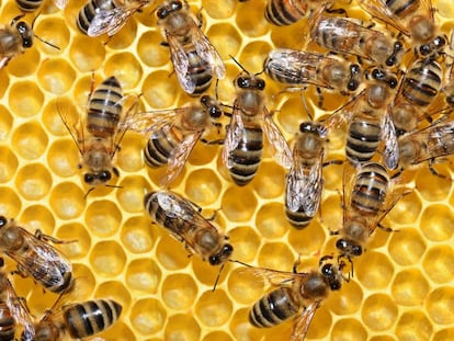 Las abejas son esenciales para cultivos como la alfalfa, las almendras y las fresas.
