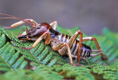 Imagen de un weta, un saltamontes gigante, en Nueva Zelanda.