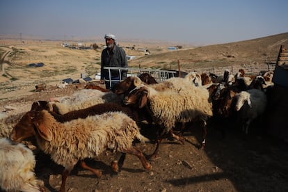 Mohamed Mlihat with some of his sheep, on February 4.