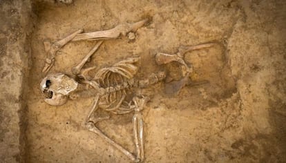 El esqueleto intacto de la batalla de Waterloo hallado por los arqueólogos.