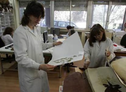 Dos investigadoras observan plantas disecadas en el herbario del Real Jardín Botánico.